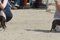 Highslide JS